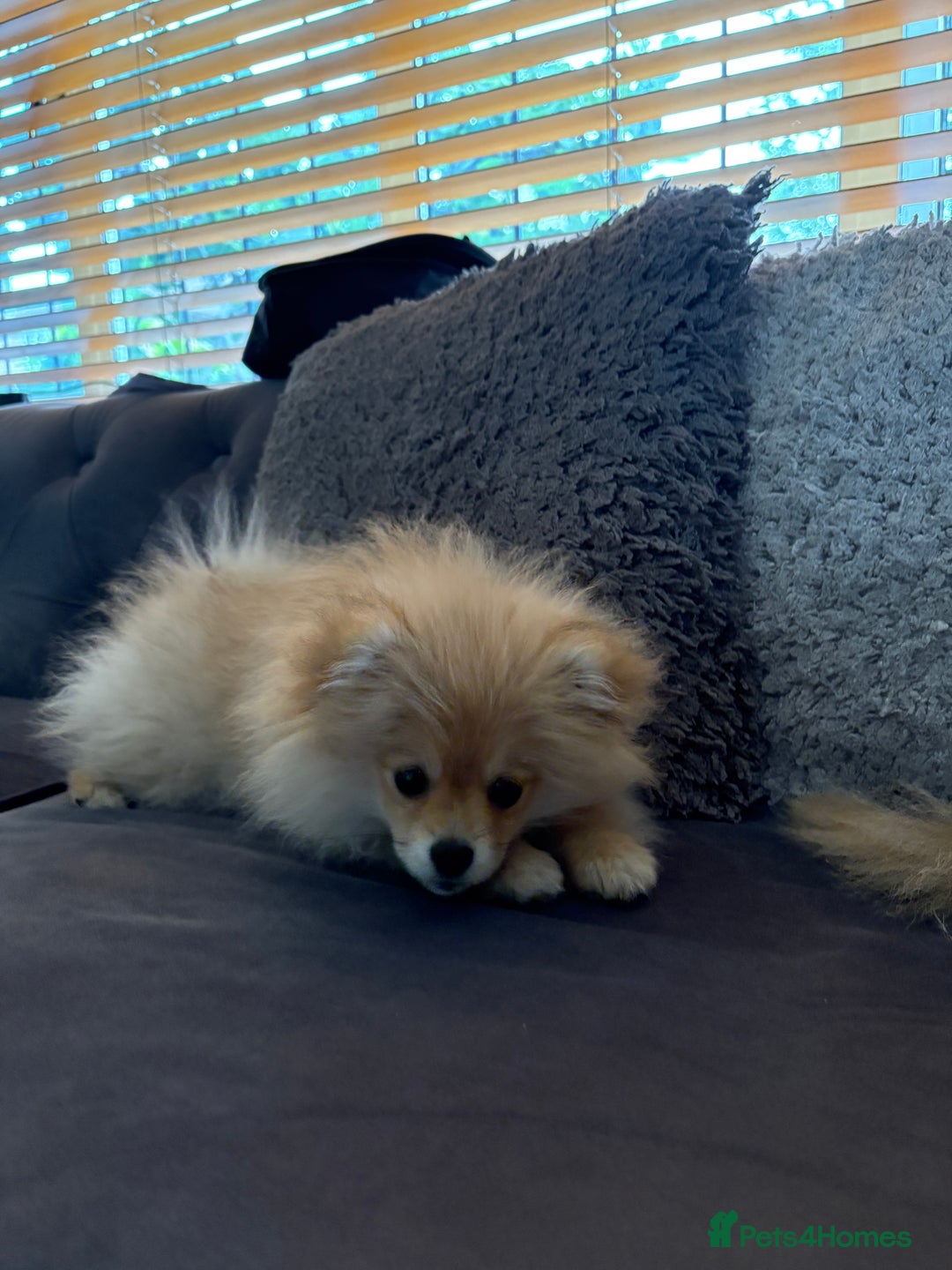 Pomeranian dogs for sale: 1 male, 1 female Pomeranian puppies 3 months old.  - Image 11