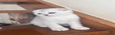 British Shorthair Kitten 4