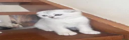 British Shorthair cats for sale: ADORABLE KITTENS  - Advert 19