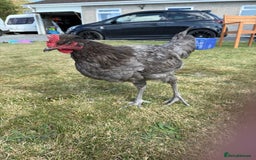 Chickens poultry for sale: 2 x Cockerels for sale - Image 6