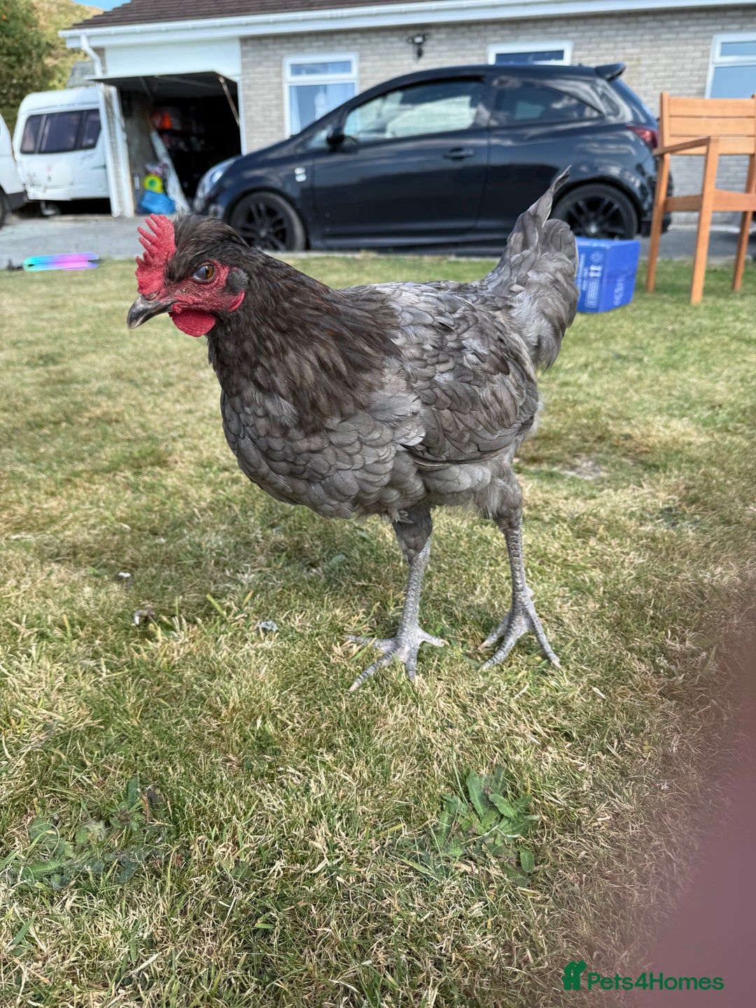 Chickens poultry for sale: 2 x Cockerels for sale - Image 6