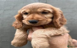 Cocker Spaniel dogs for sale: Cocker spaniel  - Advert 5