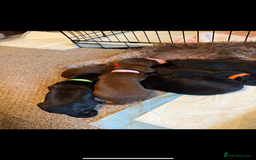 Mixed Breed dogs for sale: Litter of Jackapoo cross Dachshund puppies  - Image 2