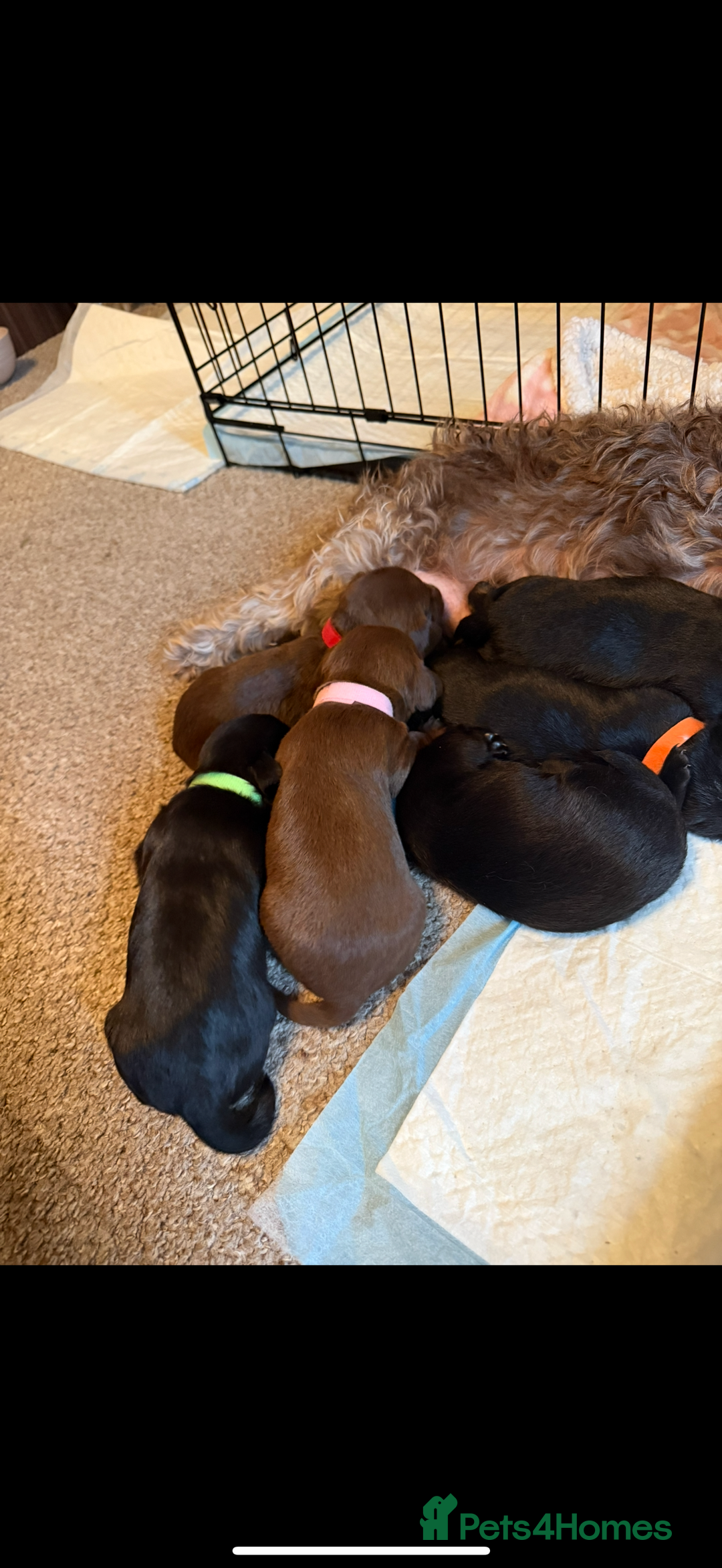 Mixed Breed dogs for sale: Litter of Jackapoo cross Dachshund puppies  - Image 2