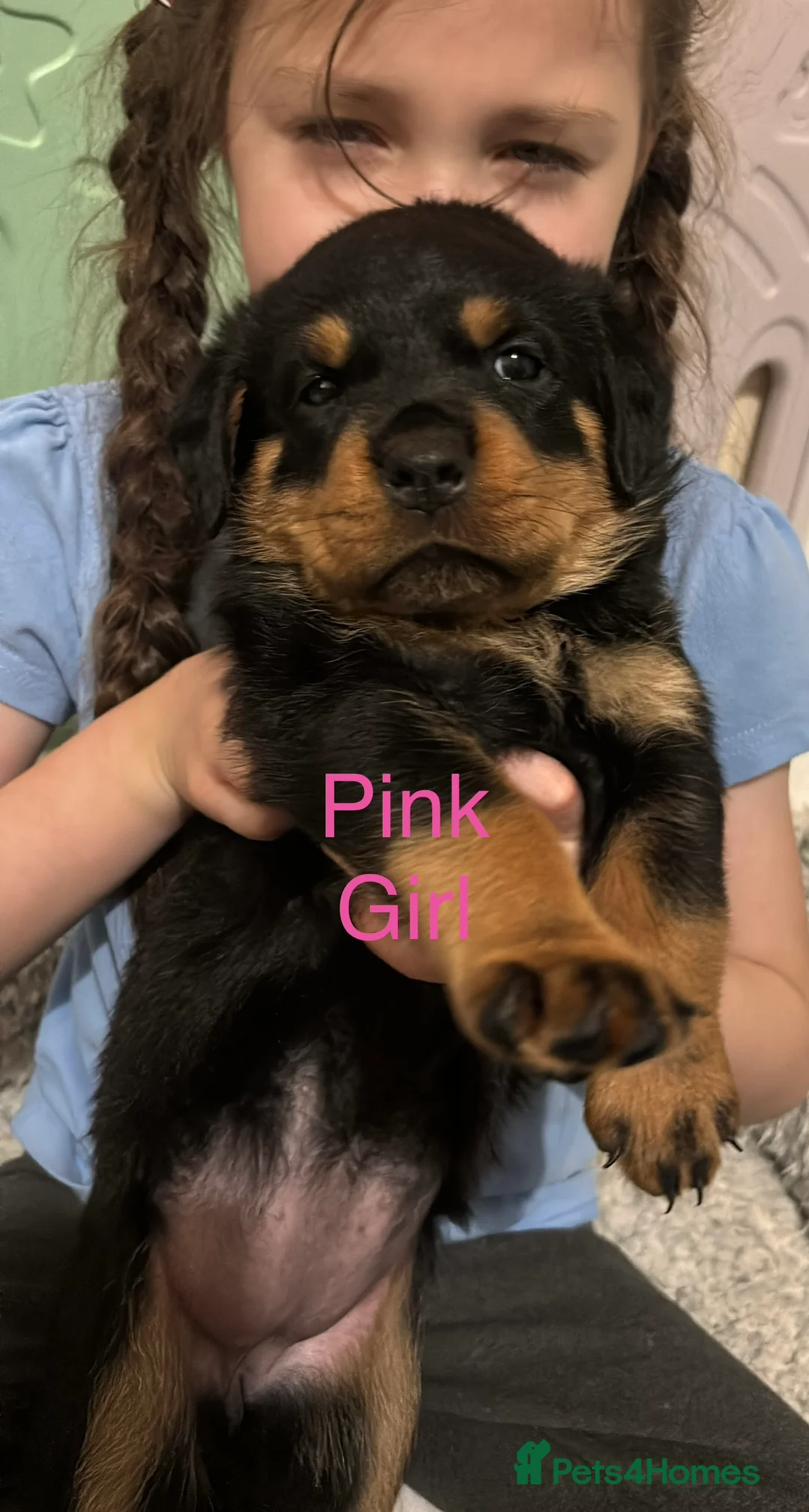 Rottweiler dogs for sale: Rottweiler puppy ONE girl left  - Advert 10