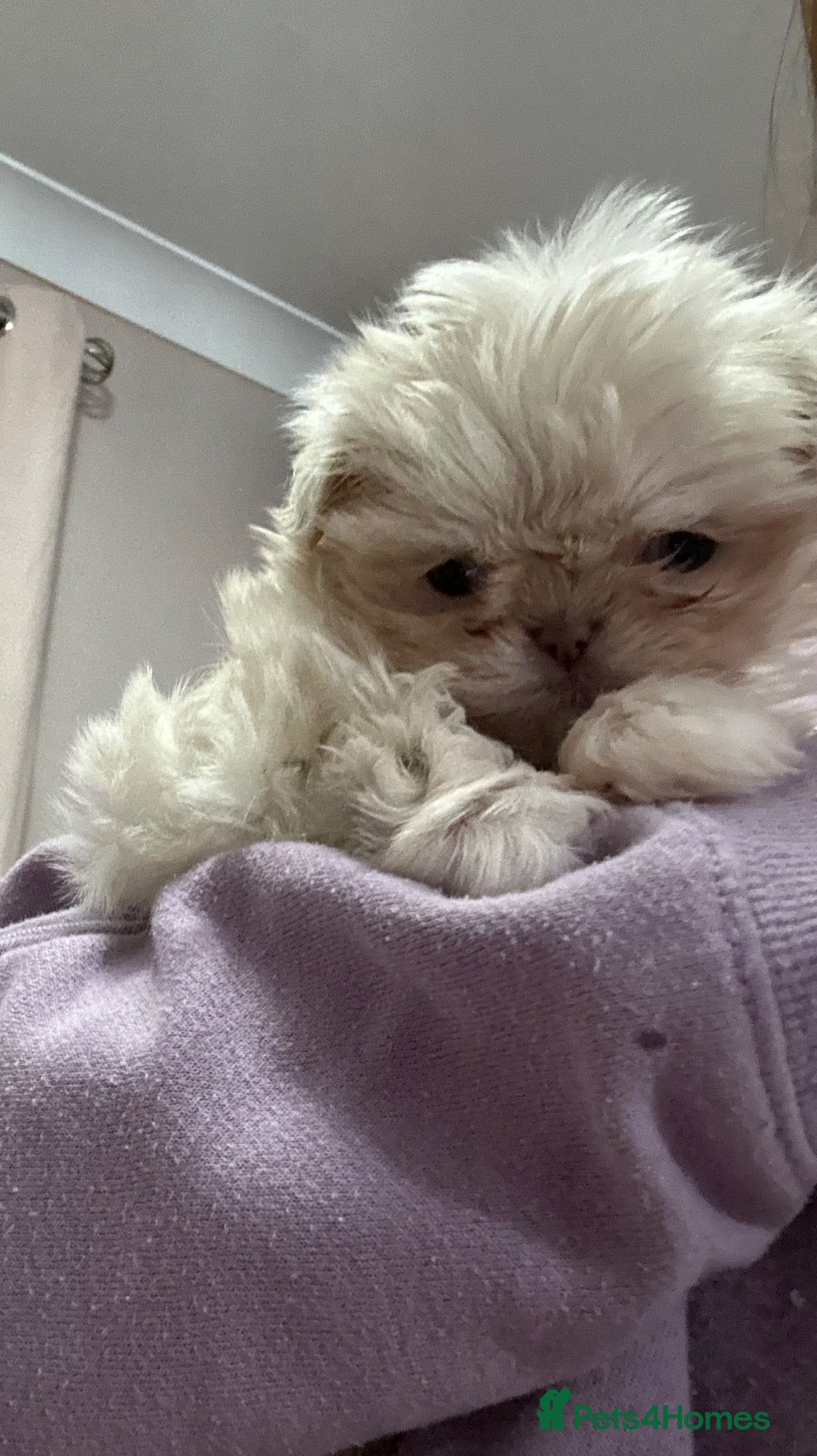 Shih Tzu dogs Imperial tiny shihtzu puppies  - Advert 2