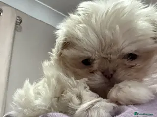 Shih Tzu dogs Imperial tiny shihtzu puppies - Advert 2