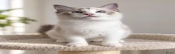 Ragdoll cats for sale: 🐾 Beautiful Ragdoll Kittens for Sale 🐾 - Advert 7