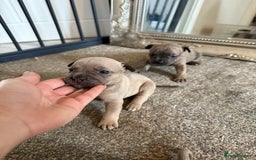 Mixed Breed dogs for sale: Frenchie x Staffy puppies  - Image 5