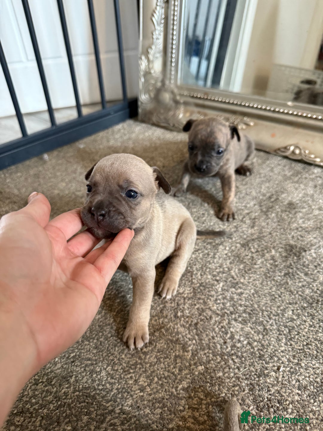 Mixed Breed dogs for sale: Frenchie x Staffy puppies  - Image 5