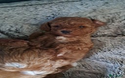 Cavapoo dogs for sale: Adorable Cavapoo Puppies -Ready 23rd -December! - Advert 11