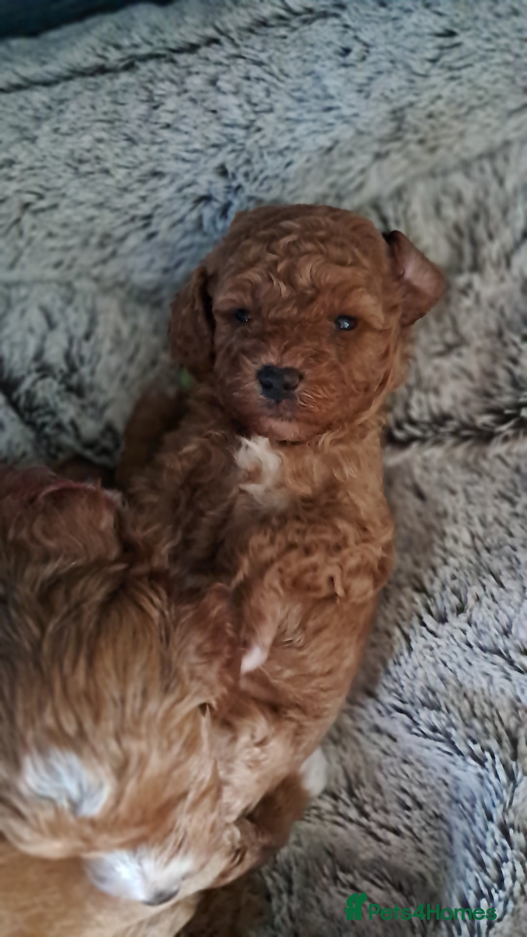 Cavapoo dogs for sale: Adorable Cavapoo Puppies -Ready 23rd -December! - Advert 11