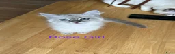 Siberian cats for sale: Amazing Siberian Neva Masquerade/Ragdoll kittens  - Advert 3