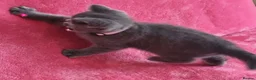 British Shorthair cats for sale: British short hair kittens for sale - Advert 2