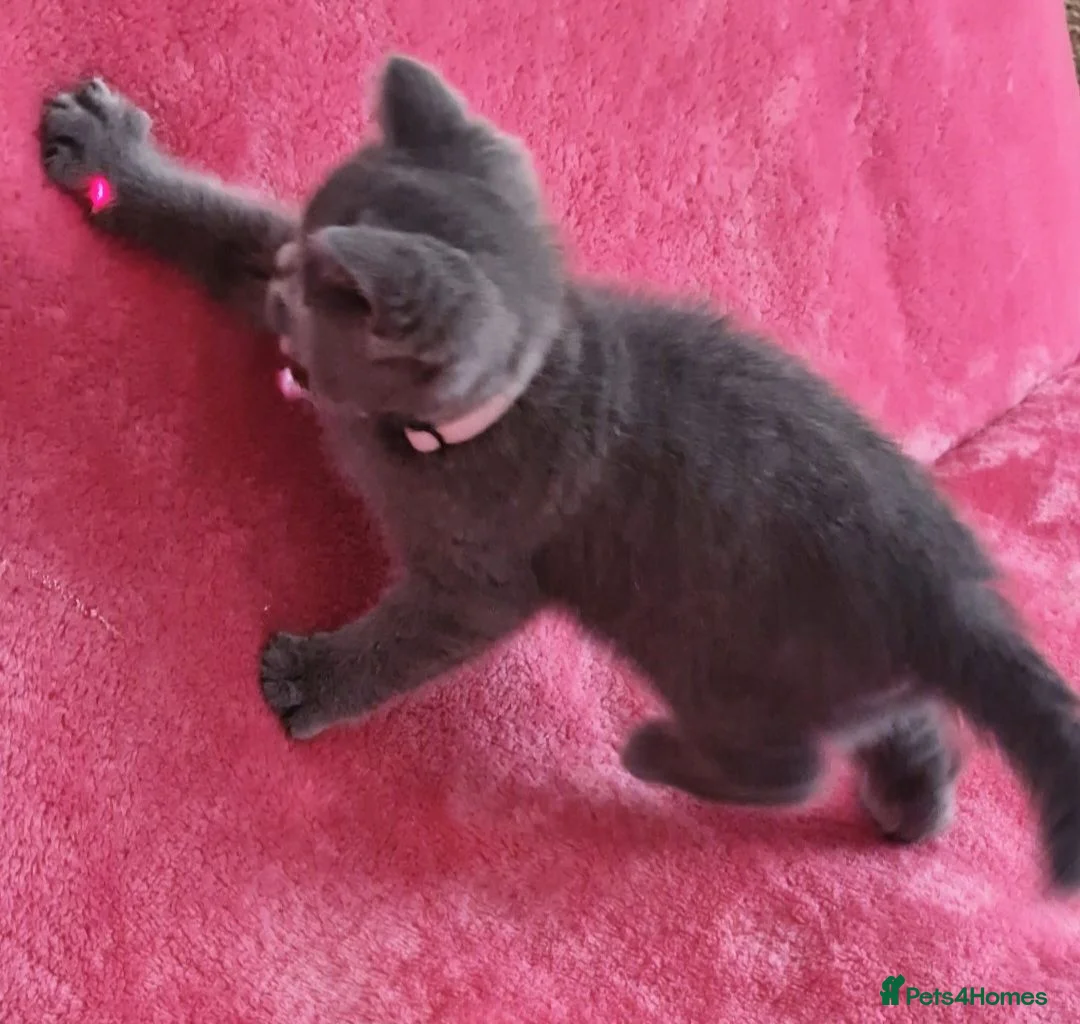 British Shorthair cats for sale: British short hair kittens for sale - Advert 2