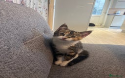 Mixed Breed cats for sale: 2 beautiful kittens full ginger and tortoise shell - Image 12