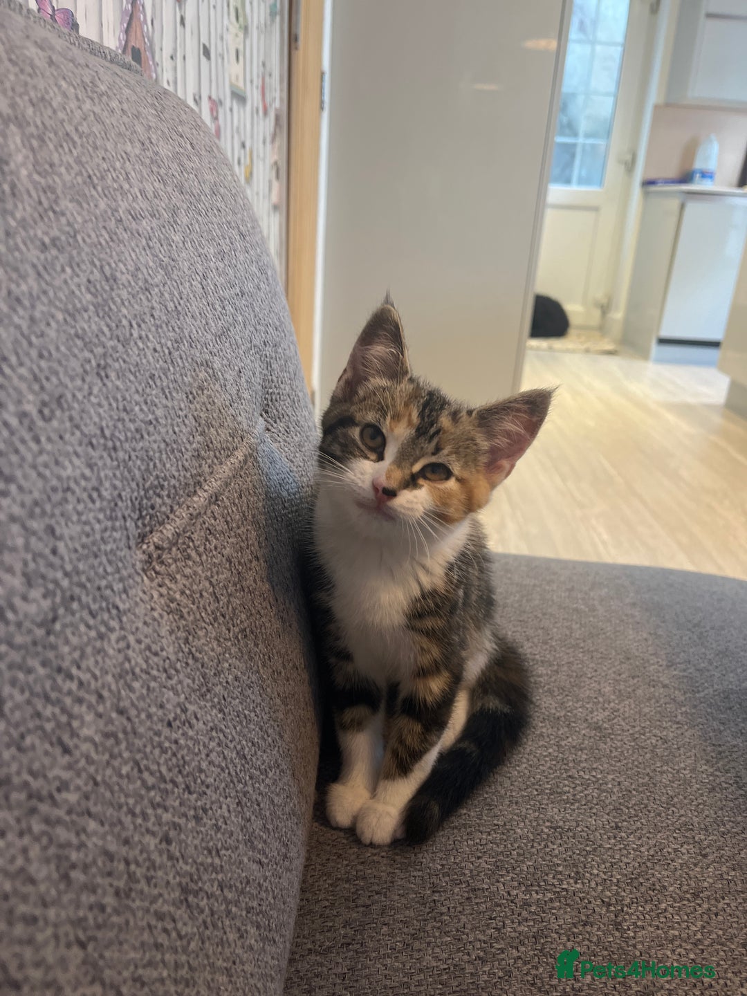 Mixed Breed cats for sale: 2 beautiful kittens full ginger and tortoise shell - Image 12