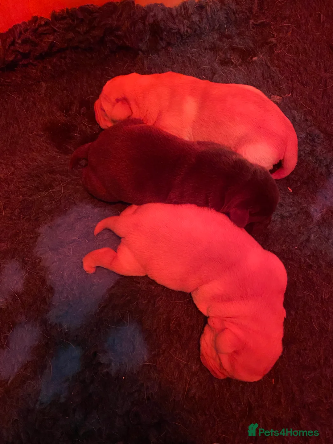 Labrador Retriever dogs for sale: yellow dog and one chocolate bitch available  - Advert 3