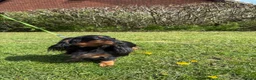 Miniature Dachshund dogs for sale: Lovely 6y old spayed girl - Advert 2