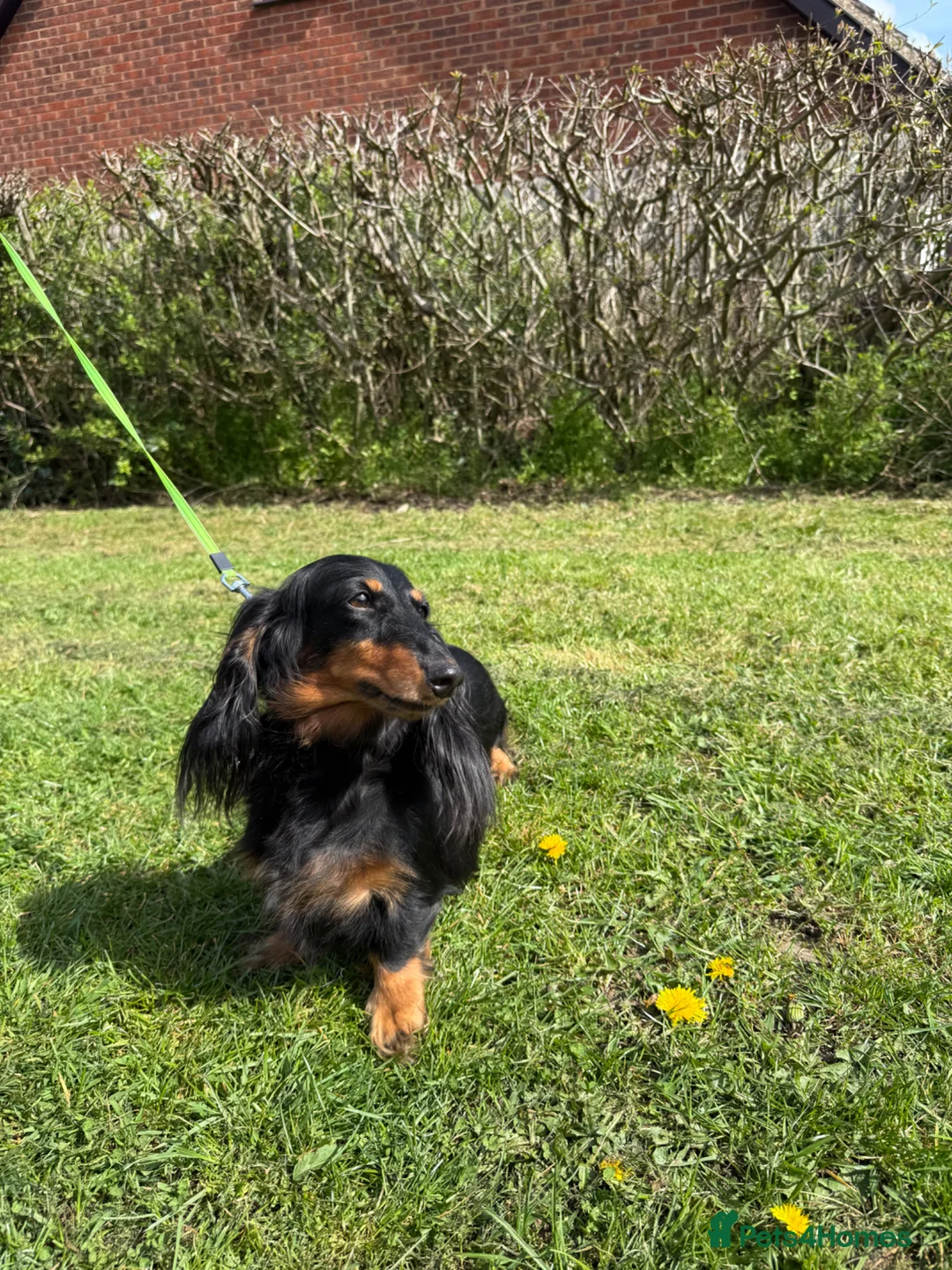 Miniature Dachshund dogs for sale: Lovely 6y old spayed girl - Advert 2