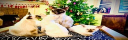Siamese cats for sale: Stunning Siamese Kittens - Champion Bloodlines - Advert 14