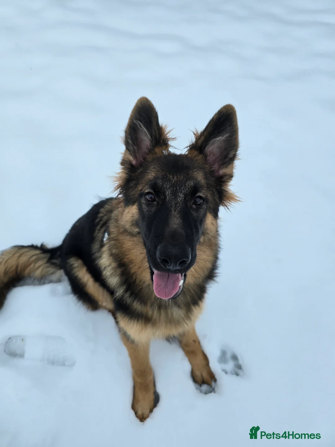 German Shepherd dogs for sale: Female German Shepherd for sale - Advert 3