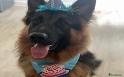 German Shepherd dogs for sale: Rehoming German shepherd shadow - Image 1