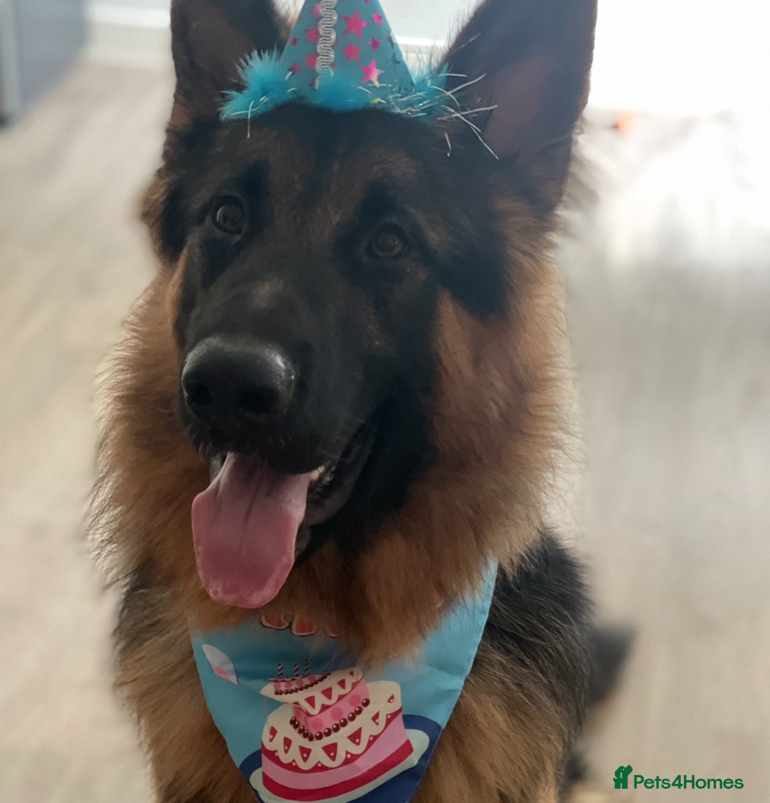 German Shepherd dogs for sale: Rehoming German shepherd shadow - Image 1