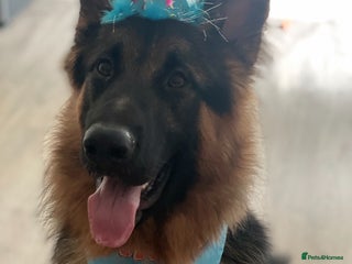 German Shepherd dogs - Advert 5