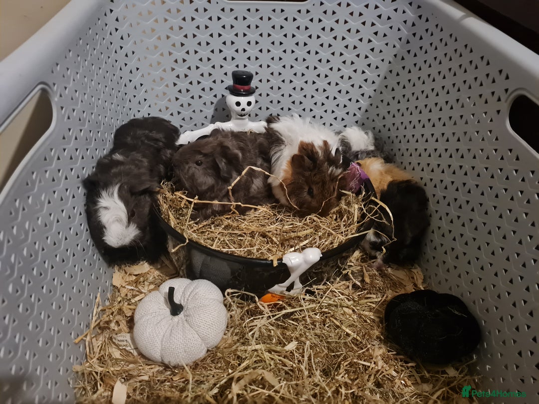 Guinea Pig rodents for sale: Baby Guinea Pigs  - Image 2