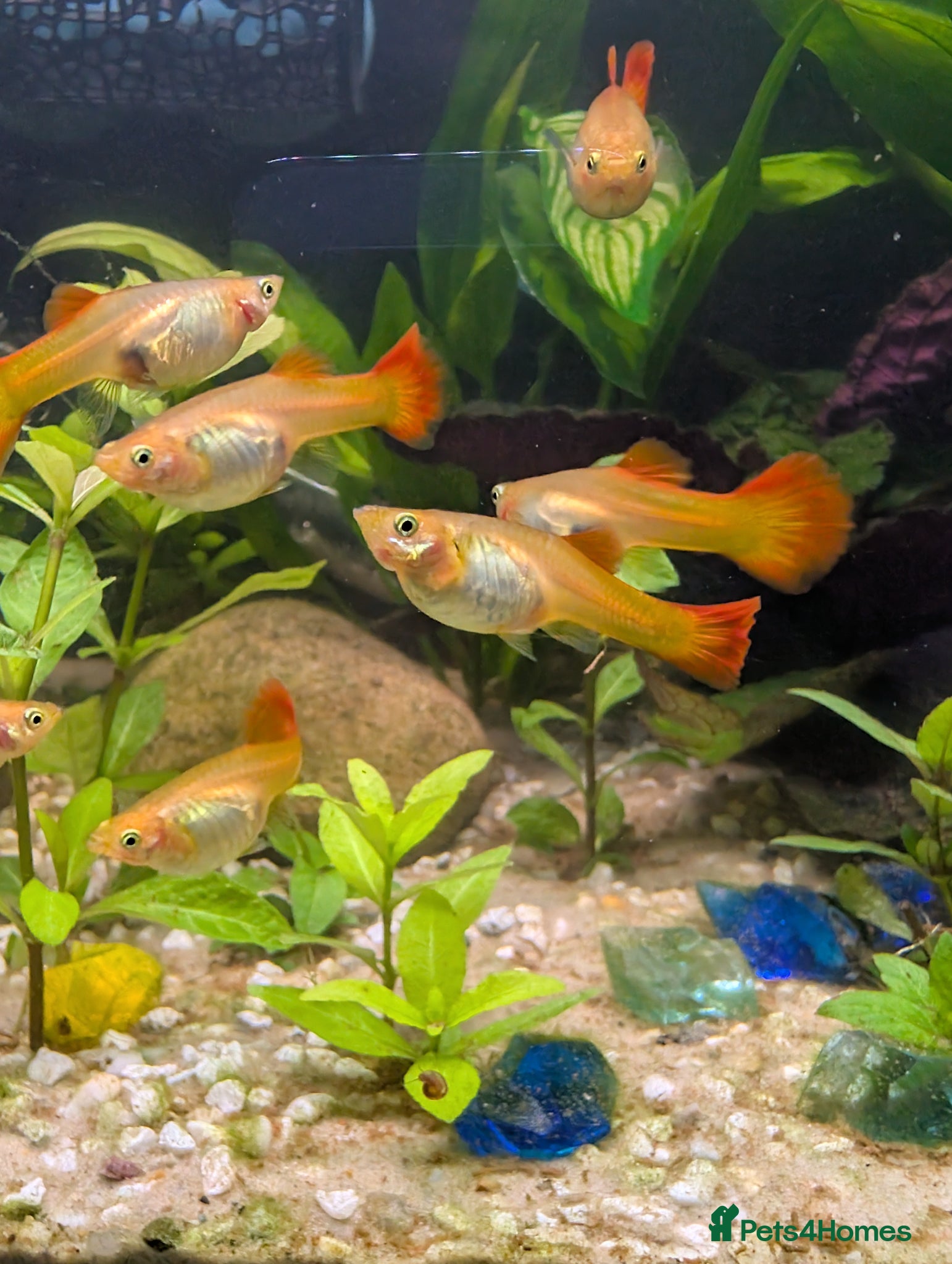 Mollies fish Stunning, Cheeky Guppy Fry - Advert 3