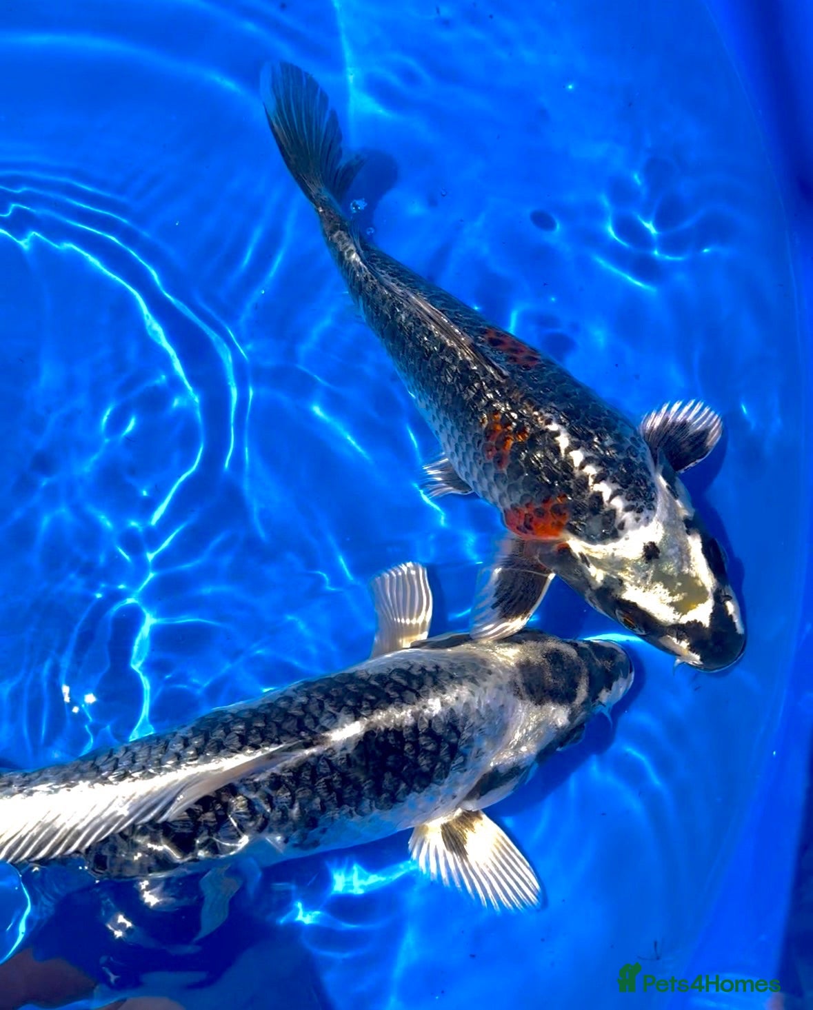 Koi Carp fish High Quality Japanese Koi - Advert 14