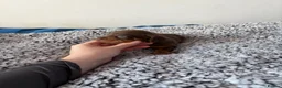 Miniature Dachshund dogs for sale: Kc reg True to type minture dachshunds  - Advert 5