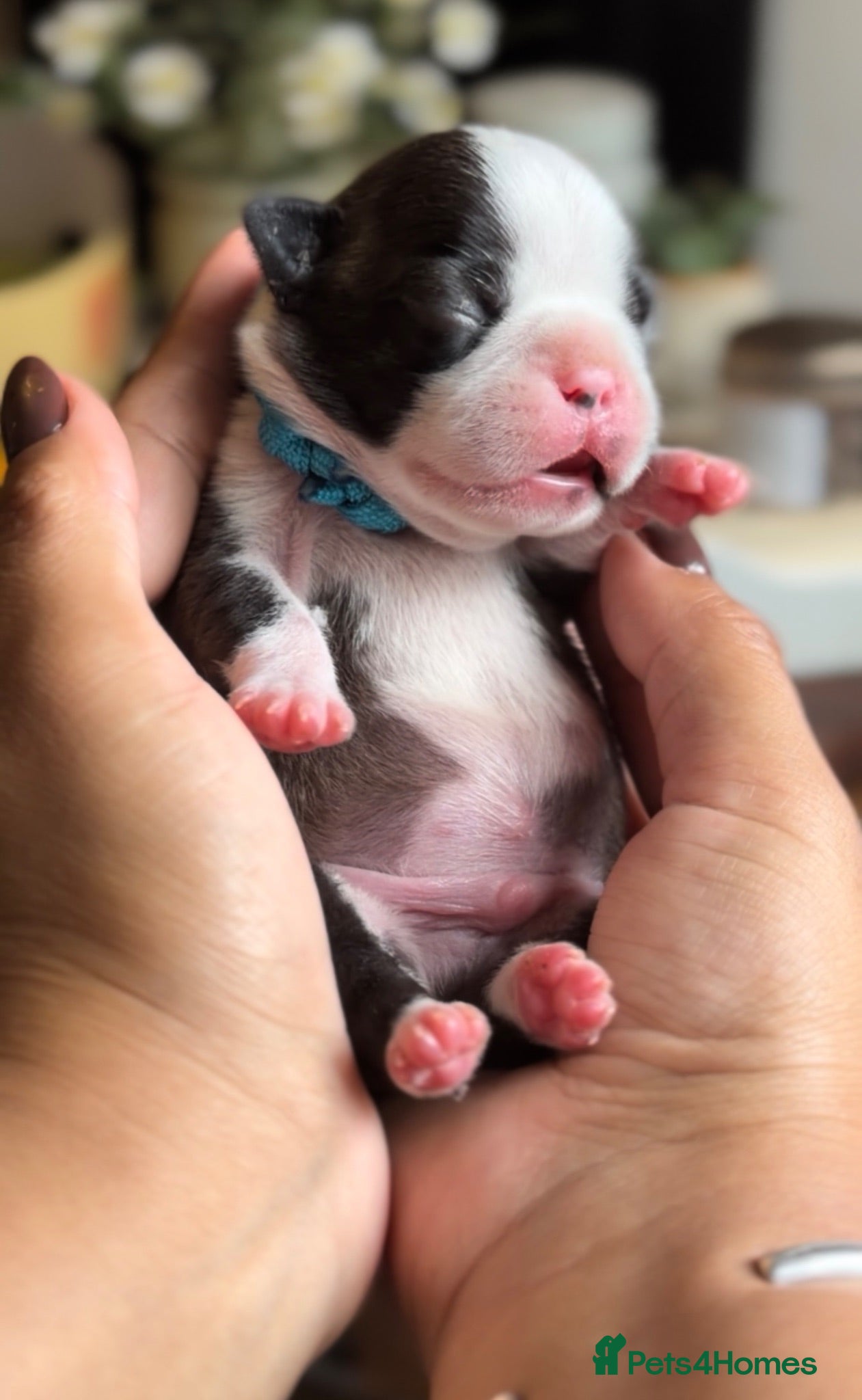 Boston Terrier dogs 🐾KC registered Boston Terrier Puppies 🐾 - Advert 2