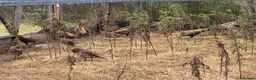 Pheasants poultry for sale: Reeves Pheasants cocks and hens in Dunblane - Advert 2