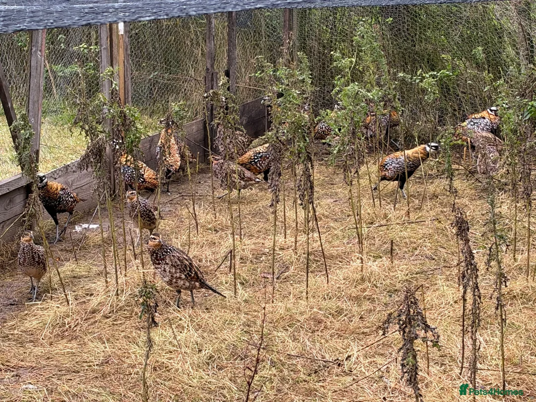 Pheasants poultry for sale: Reeves Pheasants cocks and hens in Dunblane - Advert 2