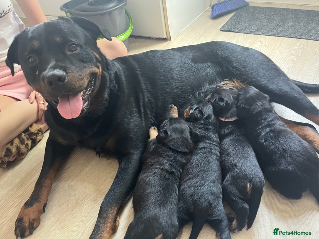 Rottweiler dogs for sale: Beautifull Rottweiler  - Image 10