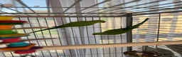 Ringnecks birds for sale:  Bonded Pair of Ringneck Parakeets - Advert 11