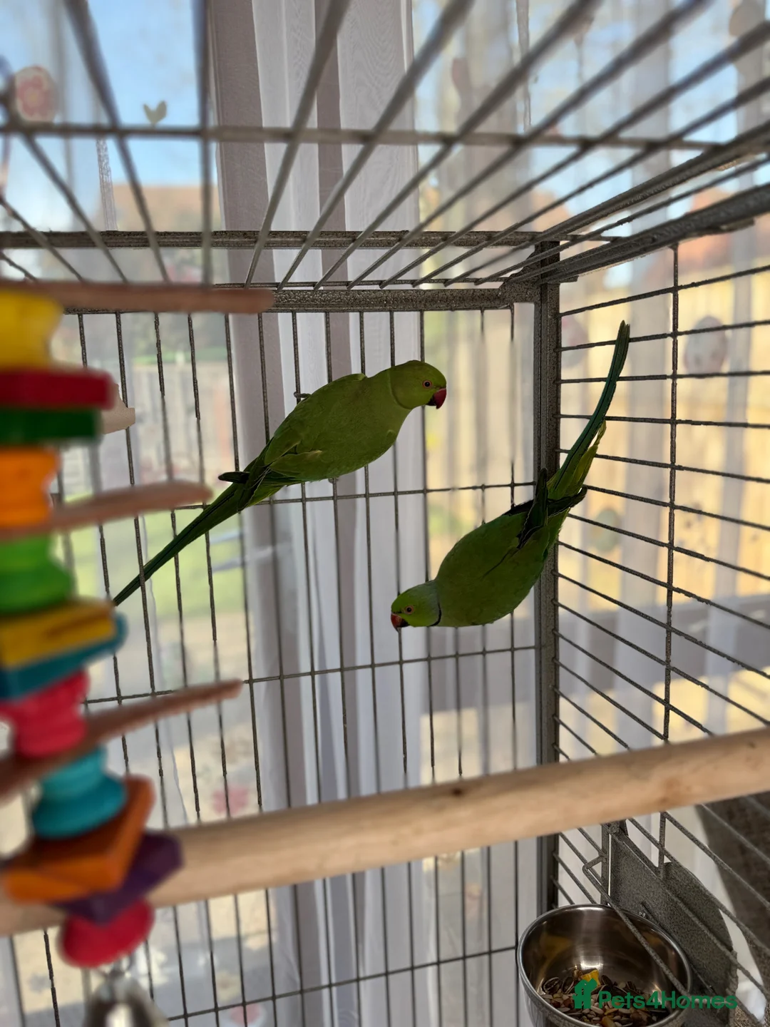 Ringnecks birds for sale:  Bonded Pair of Ringneck Parakeets - Advert 11