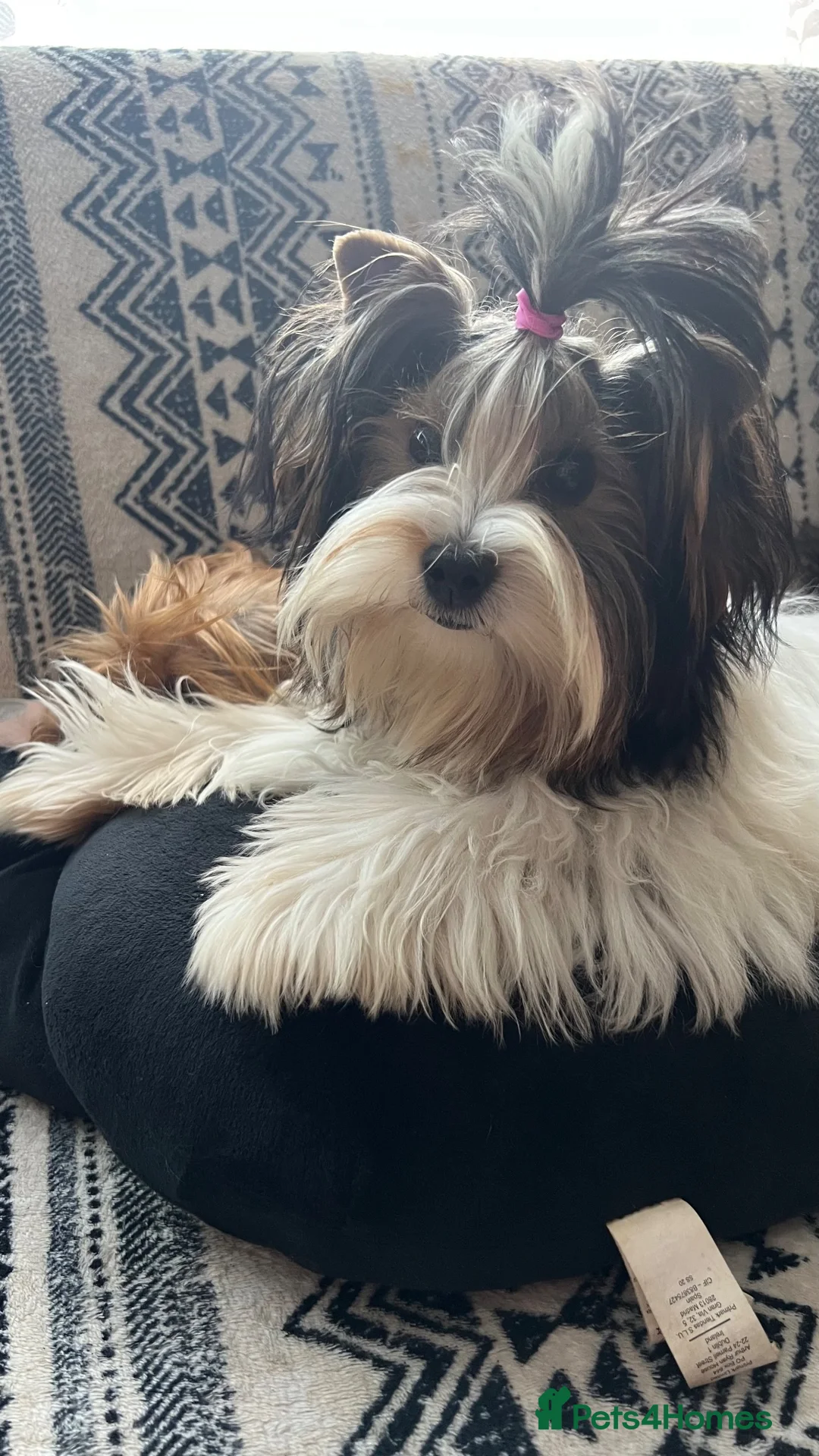 Biewer Terrier dogs for sale: Last miniature girl Biewer terrier in Nottingham - Advert 7