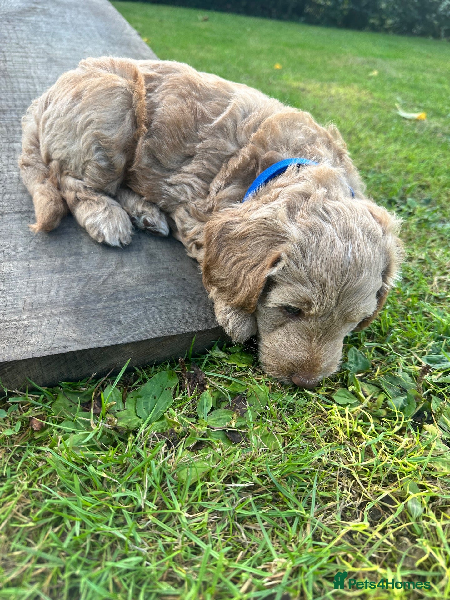 Mini Goldendoodle dogs Home reared mini Goldendoodles - Advert 1