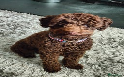 Toy Poodle dogs for stud: Toy poodles for stud - Image 3