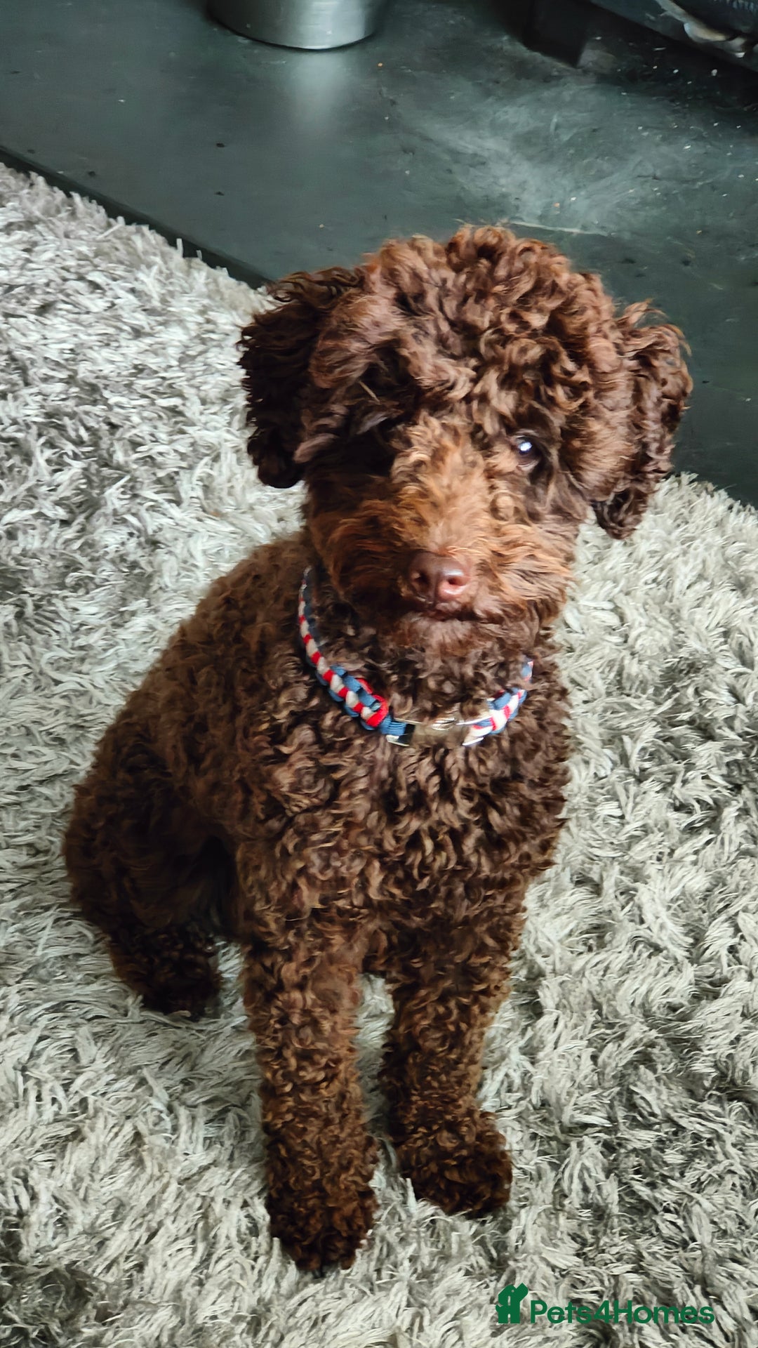 Toy Poodle dogs for stud: Toy poodles for stud - Image 3