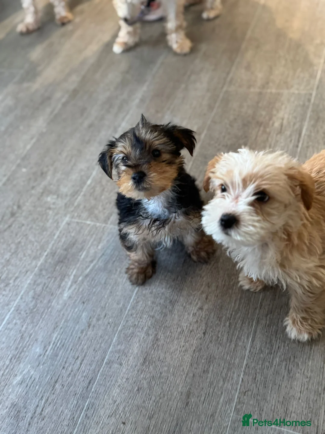 Yorkshire Terrier dogs for sale: Yorkshire terrier - Advert 4