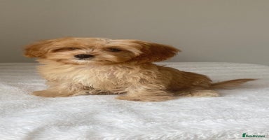 Cavapoo dogs - Advert 13