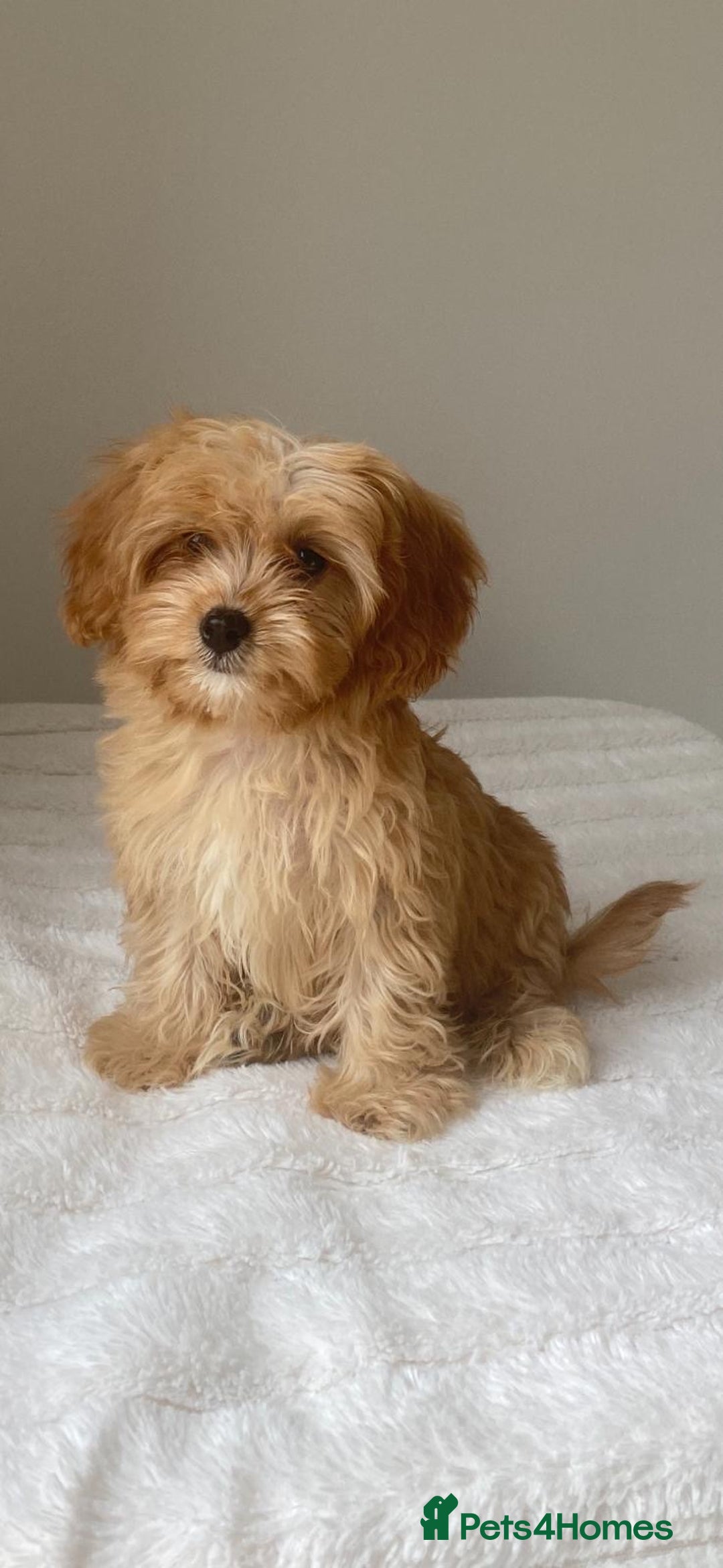 Cavapoo dogs for sale: Beautiful, stunning litter of toy cavapoos - Image 1