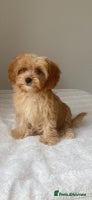 Cavapoo dogs - Advert 2