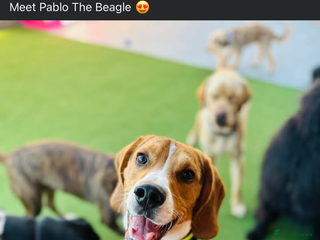 Beagle dogs Pablo The Beagle STUD in Bolton - Advert 6