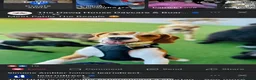 Beagle dogs for stud: Pablo The Beagle STUD in Bolton - Advert 1