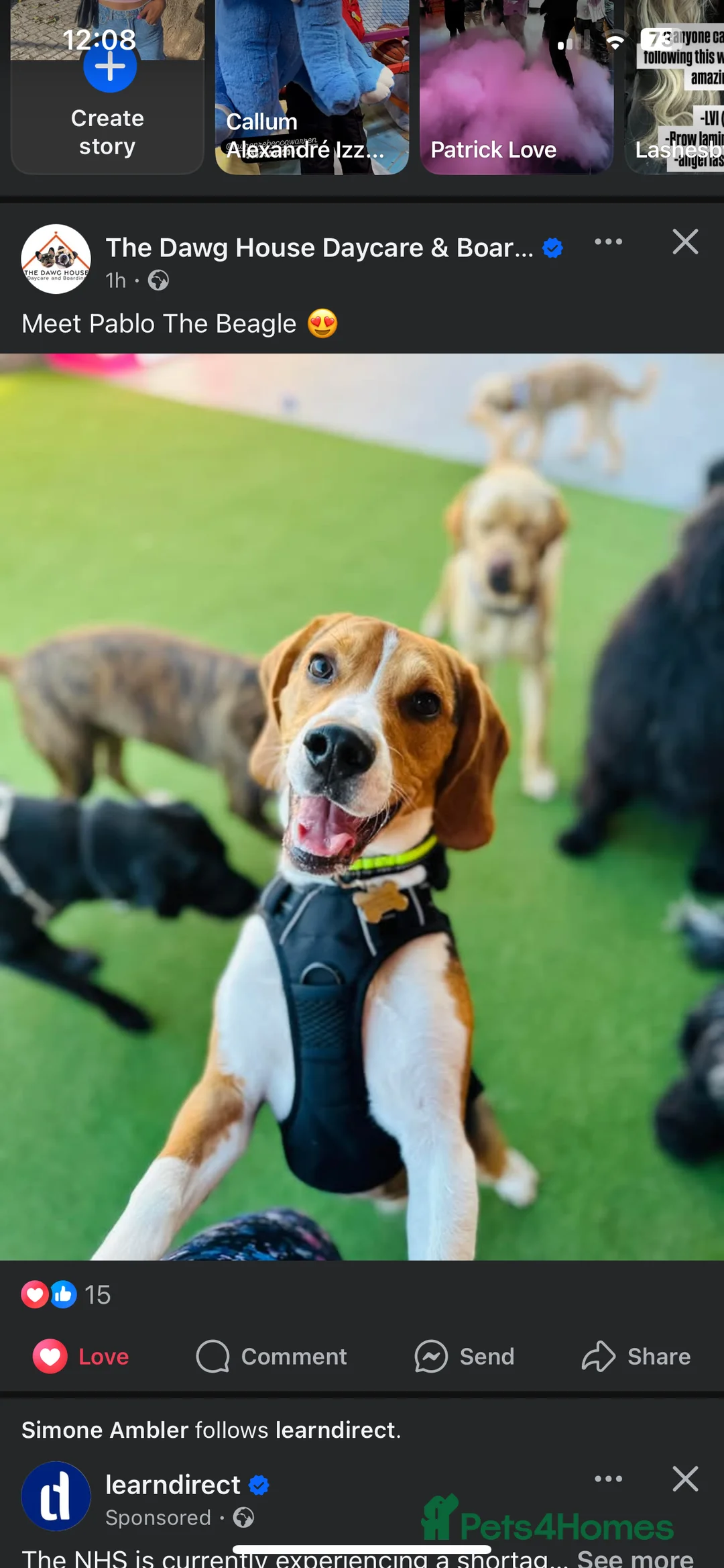 Beagle dogs for stud: Pablo The Beagle STUD in Bolton - Advert 1